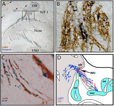 Nasal Placode Development, GnRH Neuronal Migration and Kallmann Syndrome